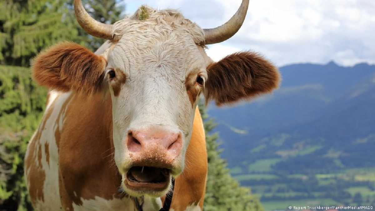 कनाडा में अगले साल पैदा होंगी कम मीथेन छोड़ने वाली गाय कनाडा में अगले साल पैदा होंगी कम मीथेन छोड़ने वाली गाय